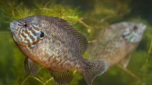 And while baby sunfish, or larvae, have been found in small numbers across the world, scientists have, until now, been unable to identify which species the larvae belong to. Pumpkinseed Sunfish San Diego Zoo Animals Plants