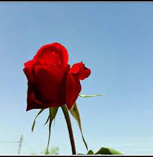 pin by وردت لعراق on تصويري ورده العراقيه b مصممت ازياء plants