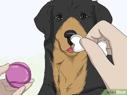 You can teach your dog to drop it using a portion of their food or some of their toys, depending on what motivates your dog the most. 3 Ways To Teach Your Dog To Drop It Wikihow