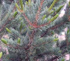 Image result for Pearsonia aristata