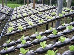 Looks Like A Cheap Way To Setup An Nft System Backyard Aquaponics Aquaponics System Aquaponics