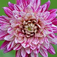 Such A Strong Flower Lots Of Base Chakra Energy From The Dahlias Dahlia Rootchakra Secondchakra Strength Flower Essences Flower Remedy Flowers