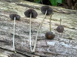 Image result for Craterosiphon quarrei