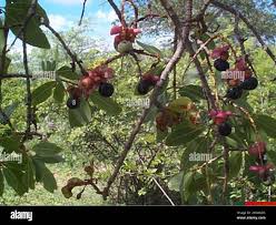 Image result for Ochna pulchra