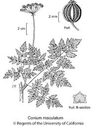 Image result for Conium