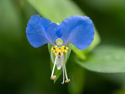 Image result for Commelina