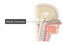 Image result for Turbina oblongata