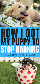 We did not find results for: Millennial Talks How I Got My Puppy To Stop Barking Millennial Talks Puppies Puppy Training Dog Training