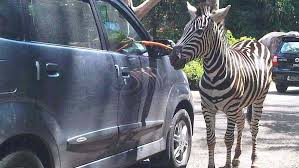 حديقة سفاري بونشاك اندونيسيا سرب للسياحة والسفر