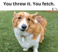 #1 lets get you home buddy. 10 Funny Animal Memes That Will Definitely Brighten Up Your Day