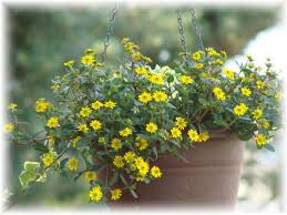 Image result for foto Vitálka