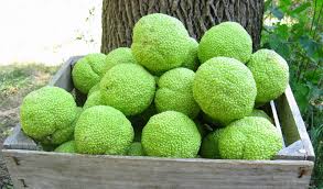 The fruit of the hedge apple is indeed edible, i have eaten it myself and as long as the fruit has two hard frosts or freezes on it it is edible. Brockman Family Farming S Blog September 2013