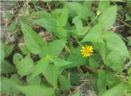 Image result for Aspilia