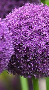 Allium Www Floriferous Garden Com Allium Flower Flowers Garden Gardens Gardening Floriferousgarden Allium Flowers Shade Flowers Pretty Flowers