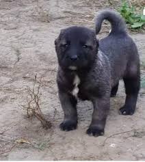 Kangal Dogs Kangal Kopegi Kopek