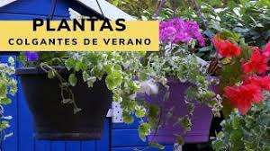 Prefiere el sol directo y no necesita de riego frecuente. Plantas De Balcon Colgantes Imagina Tu Compra