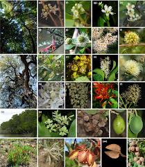 Image result for Combretaceae