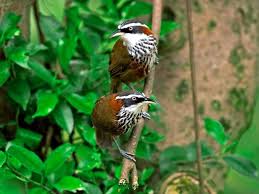 Thattekad Bird Sanctuary In Kerala India Wildlife Sanctuary Bird Wildlife