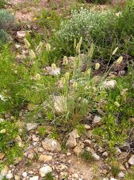 Image result for Fingerhuthia