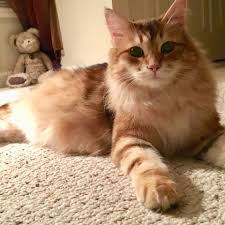 I have a new appreciation for my health and health of my cats. Forestwind Siberian Cat Breeder About Facebook