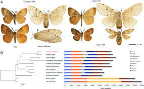 Here's a female with two males The Gypsy Moth As A Model Organism A Morphology Of L Dispar Download Scientific Diagram