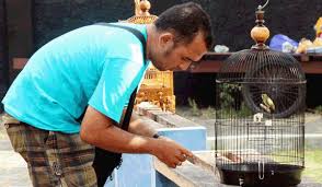 Tanaman penguat ereksi, ramuan tradisional kuat ereksi, obat tradisional tahan lama dan keras, makanan penguat ereksi, obat penguat ereksi tahan lama, jamu. Cara Melatih Pleci Bersuara Nyaring Dan Nafas Panjang Tak Terkalahkan Di Arena Lomba