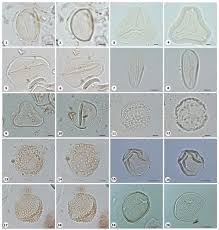 Image result for Rhytachne latifolia