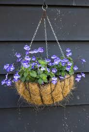 While some of the better options for hanging baskets include trailing plants, nearly any plant will work, including veggies, when given the proper growing conditions. 21 Best Hanging Plants Best Plants For Hanging Baskets