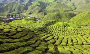 #2 best value of 285 places to stay in cameron highlands. The 10 Best Homestays In Cameron Highlands Malaysia Booking Com