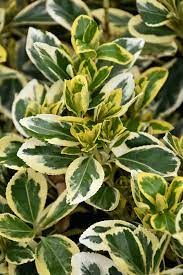 1500 x 2250 jpeg 3714 кб. Chollipo Euonymus Euonymus Japonicus Chollipo In Issaquah Seattle Bellevue Redmond Renton Sammamish Washington Wa At Squak Mountain Nursery