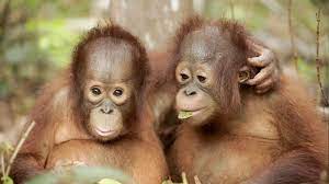 Maybe you would like to learn more about one of these? Most Inspiring Animal Moments Love Nature Youtube