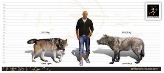 79 Bright Wolf Height And Weight Chart