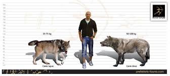 79 bright wolf height and weight chart