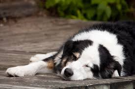 A childhood friend who is now a vet tried to provide hope by urging us to do the full chemo protocol asap!. Testicular Swelling In Dogs Symptoms Causes Diagnosis Treatment Recovery Management Cost