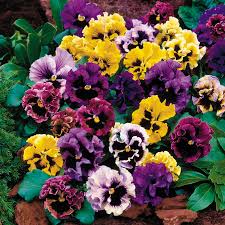 Pansy plants prefer full sun and moist, rich soil that is well drained. Flirty Skirts Mix Pansy Seeds Park Seed