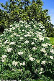 Image result for Sambucus canadensis