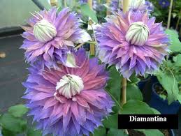 Be sure clematis receives at least one inch of water every week plant clematis in one part peat and two parts sand. Big Roots Diamantina Pom Pom Purple Blue Clematis Etsy Clematis Flower Blue Clematis Clematis