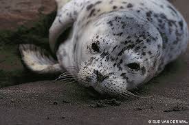 Please support our wonderful sponsors: Harbor Seals Point Reyes National Seashore U S National Park Service