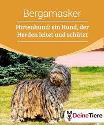 bergamasker hirtenhund ein hund der herden leitet und schutzt deine tiere hirtenhund hunde hunde rassen