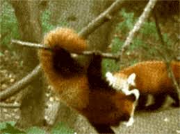Discover the magic of the internet at imgur, a community powered entertainment destination. Red Pandas Gifs Get The Best Gif On Giphy