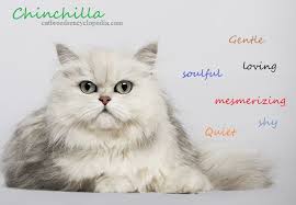 Self or solid colors refers to a coat that has the same color throughout i.e. Chinchilla Cat Cat Breeds Encyclopedia