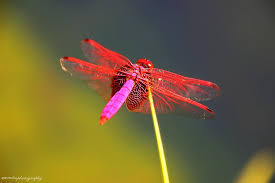 Black And Yellow Dragonfly Canada Red Dragonfly By Evenliu On Deviantart Dragonfly Photos Dragonfly Dragon Fly Craft