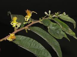 Image result for Grewia flavescens