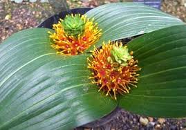 Image result for Daubenya