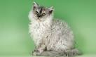 What are the Best Hypoallergenic Cat Breeds ... - Petfinder
