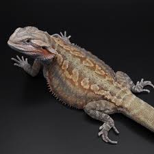 Baby Black Bearded Dragon For Sale Eclipse Trans Leatherback Dunner Het Hypo Zero Witblit Beardeddragon Hetwero Hetzero Hetwitblit Tr Bearded Dragon Breeders Bearded Dragon Reptile Breeder