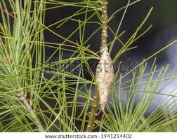 Without disturbing the structure of the cocoon take the cut branch with it outside. Shutterstock Puzzlepix