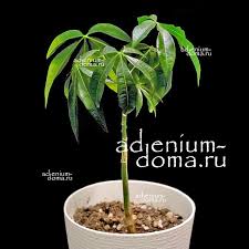 Image result for Bombax rhodognaphalon