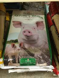 Mini Pig Nutrition Are You Feeding Your Pig Right Mini