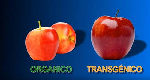 Resultado de imagen para alimentos transgenicos
